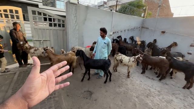 Mini Zoo Main Bht Sari Bkriyan Agaen? смотреть онлайн