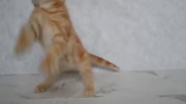 Котик, скоттиш-фолд, красный мраморный смотреть онлайн