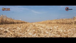 Кукурузная жатка Akturk Makina с зерноуборочным комбайном Ростсельмаш Акрос 580