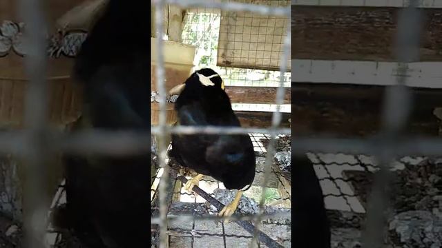 Майны – говорящие птицы в Таиланде смотреть онлайн