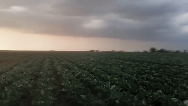 Капуста Агрессор 2021 год смотреть онлайн