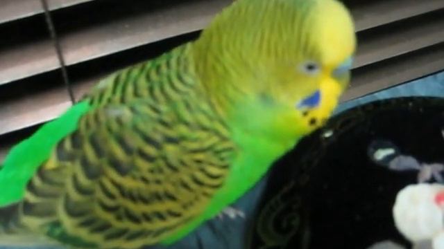 Говорящий попугай Пунька матюкается смотреть онлайн