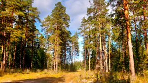 Юрий Визбор - "Солнышко лесное"