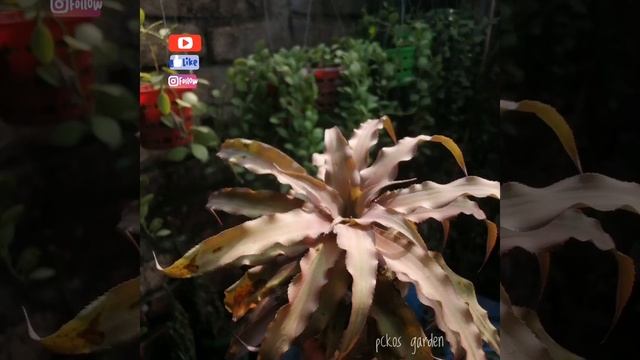 Cryptanthus acaulis Algae #cryptanthus #plants смотреть онлайн