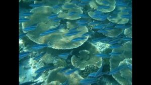 Snorkeling at housereef of Ellaidhoo by Cinnamon resort Maldives