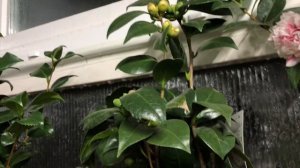 Обзор зимнего сада с цитрусами и экзотами 13.12.23