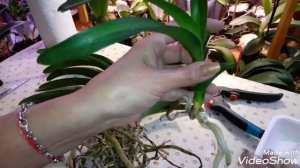 Орхидея Ванда - 1 | Ревизия Посадки и Корней | Отделение Детки | V. Robert Deligcht Black