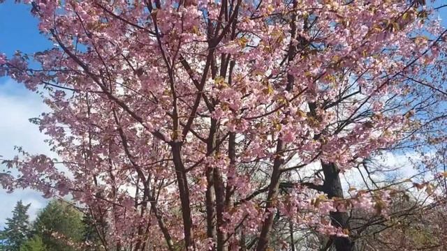 Ботанический сад Петра Великого Апрель 2023 Сакура цветёт! Санкт-Петербург смотреть онлайн