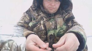 Ловля судака зимой. Как правильно насадить малька на мормышку.