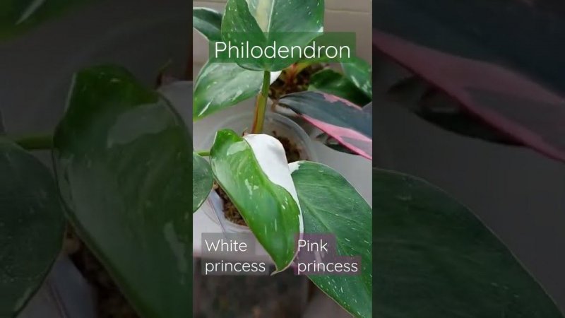 Филодендроны белая и розовая принцесса Philodendron white / pink princess