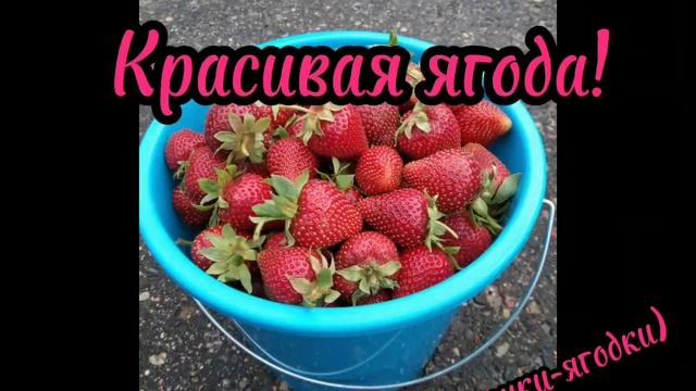 Этот сорт считается эталоном красоты??? #strawberry #клубникабомба #свитхарт