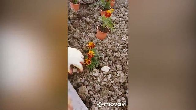 Облагораживание клумбы. Экоэстафета «Растем вместе». СДК с. Верхнее Уч-Дере. смотреть онлайн