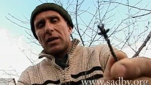 Обрезка вишни весной