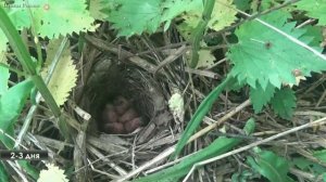 Юрий Соловьев  Соловей