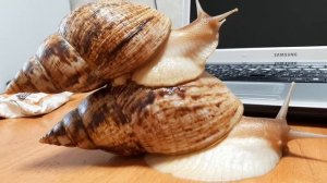САМАЯ БОЛЬШАЯ УЛИТКА АХАТИНА И ЕЩЁ РАСТЕТ???СОЛИМ ЯЙЦА УЛИТОК АХАТИН
