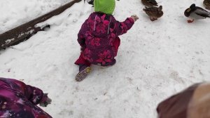 Где утки зимуют.