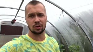 Какие листья отрывать у помидор в теплице