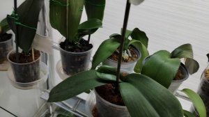 Стеллаж,полочки, дополнительное место на ОКНЕ для орхидей. Как разместить МНОГО орхидей на окне?