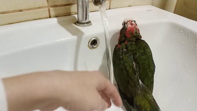 Кубинский амазон купается в раковине смотреть онлайн