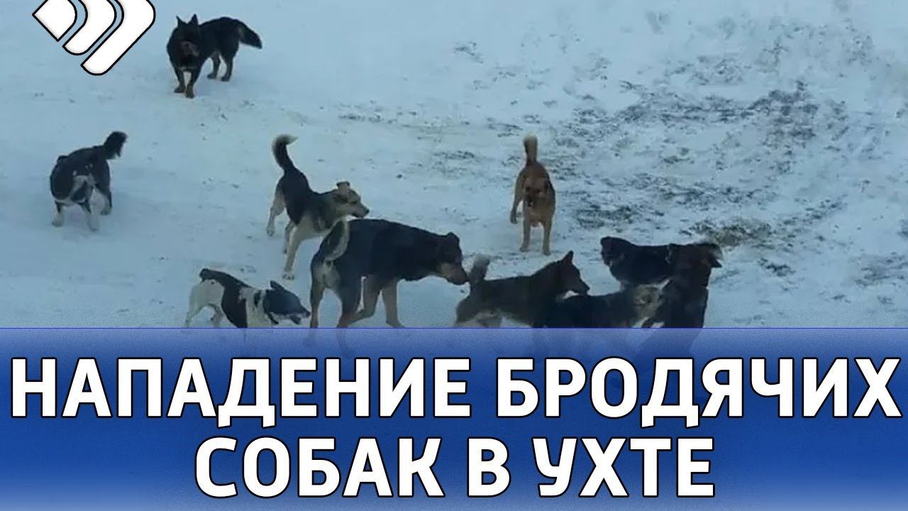 Нападение собак 2024. Свора собак напала на девочку. Мужчину загрызли собаки в Астрахани бродячие фото. Стая собак бегут за туристами.