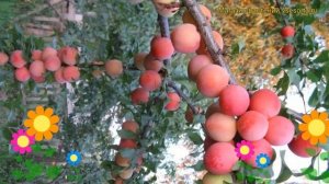 Алыча Принцесса. Краткий обзор, описание характеристик prunus cerasifera Printsessa