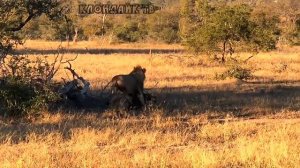 Львы рвут гиен, леопардов и гепардов. Клондайк тв