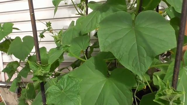 Очень простая подкормка огурцов. Чем подкормить огурцы, если нет натуральных органических подкормок смотреть онлайн