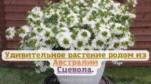 Удивительное растение родом из Австралии (Сцевола)?