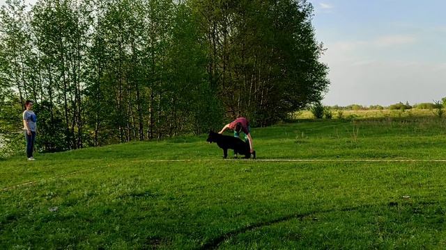 Hunter vom Olster Hof смотреть онлайн