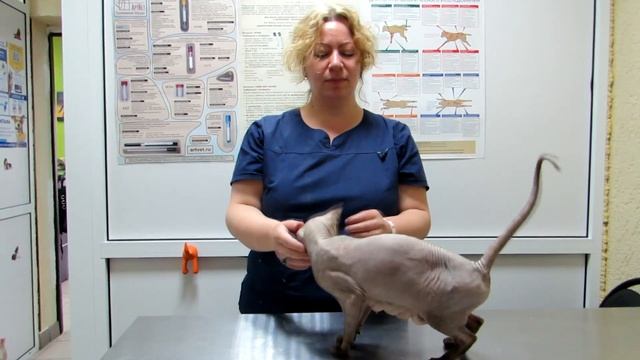 Что случилось с кошкой после родов? Советы ветеринара. смотреть онлайн