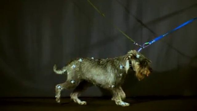 Движение рысью смотреть онлайн