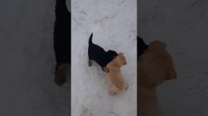Саг чанг