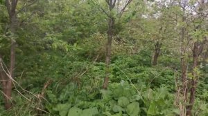 Купили заброшку в 2021 году. Раньше канал назывался "дела усадебные" на Дзен и Ютуб