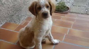 Michel Delpech -  *Le chasseur*  ( Chanson de 1974 )