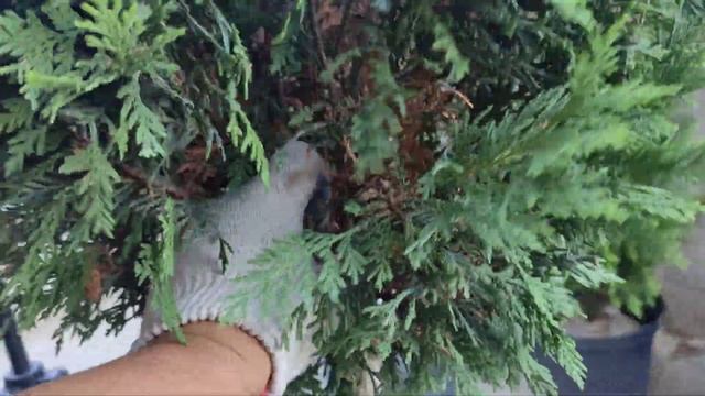 почистили сухую хвою после обработки от вредителей. смотреть онлайн