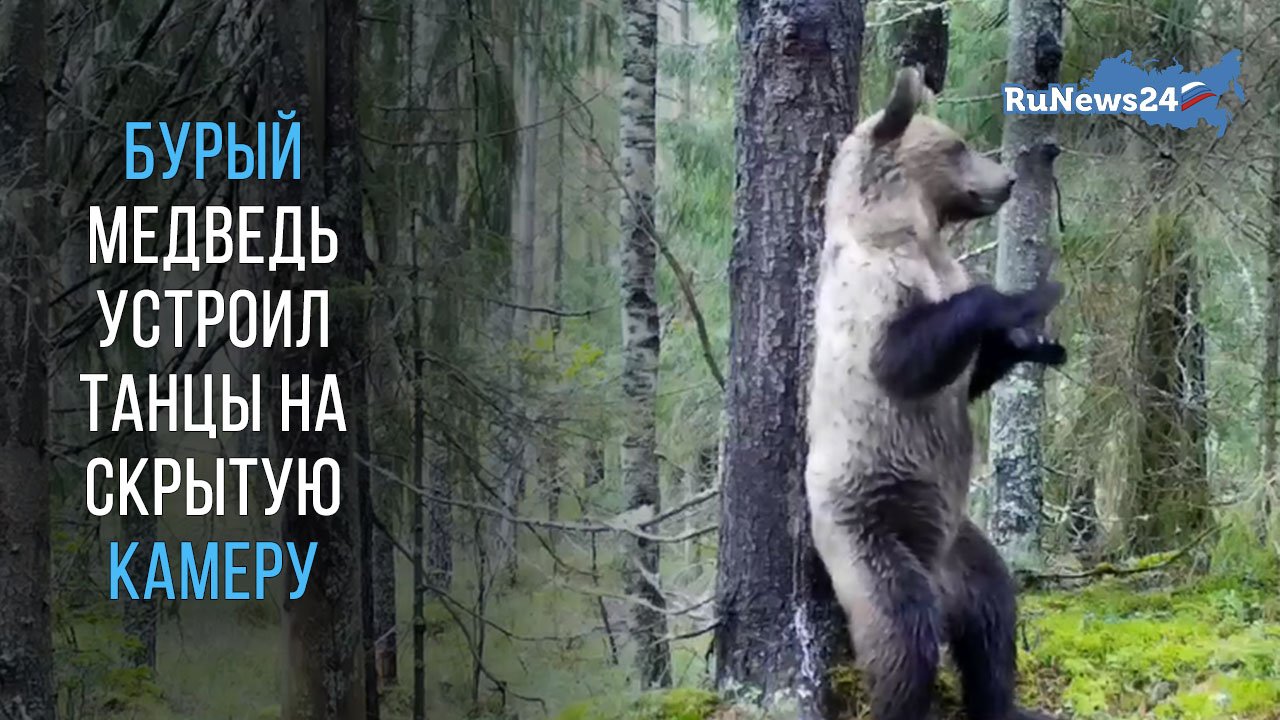 Бурый медведь устроил танцы на скрытую камеру