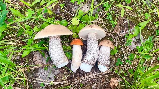 НАЧАЛОСЬ! Подосиновики ПОШЛИ в РОСТ! Грибнику СНОСИТ БОШКУ от ТАКИХ НАХОДОК! Лисички! Грибы 2023