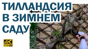 Тилландсия атмосферная в зимнем саду. Крепим к корягам.