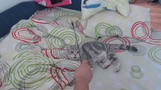 Кошка Мила приносит палочку смотреть онлайн