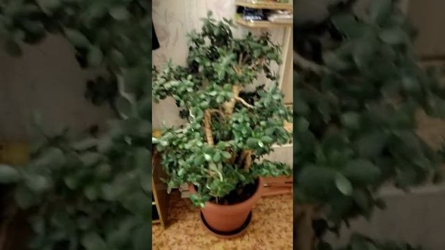 Мой маленький цветочек)))