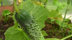 Родимые огурчики. Дачные картинки. Уникальный проект.