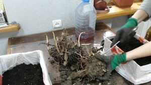 Канна. ч.1. 2021г. Цветок. Проращивание перед посадкой в грунт.