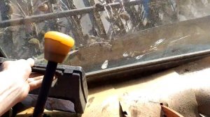 Уборка подсолнечника на енисее