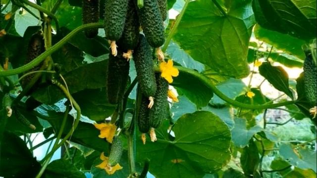 Горькие огурцы - что делать, если огурцы горчат смотреть онлайн