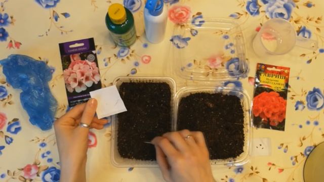 Пеларгония. Посев семян пеларгонии двумя способами. смотреть онлайн