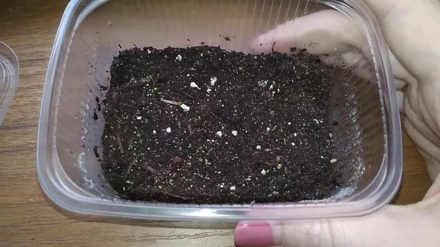 Взошли стрептокарпусы из семян от А Никонова