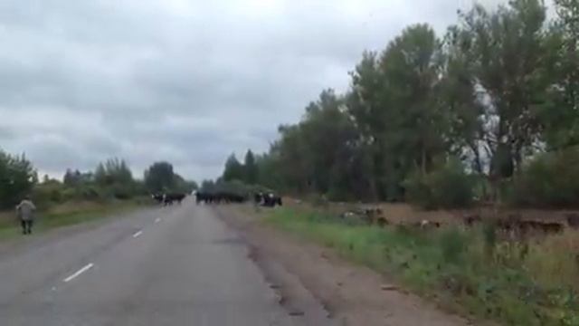 Большое стадо смотреть онлайн