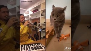 кошачий реп?