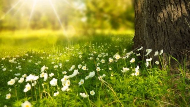 Таинственный лес. Аудио рассказ. смотреть онлайн