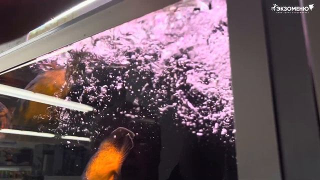 Аквариумные заметки с Владимиром Ковалевым (21.06.2023). Кормим активных астронотусов. смотреть онлайн